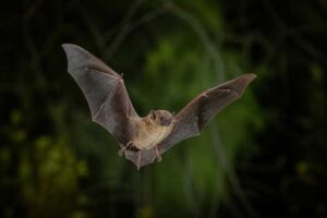 Image of a Inland Forest Bat in its natural habitat