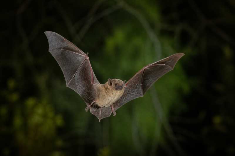 Image of a Inland Forest Bat in its natural habitat