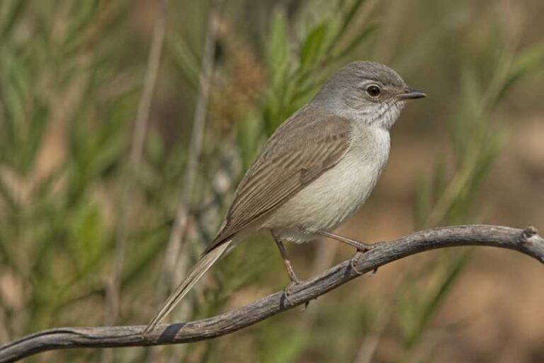 Image of a Inland Thornbill in its natural habitat