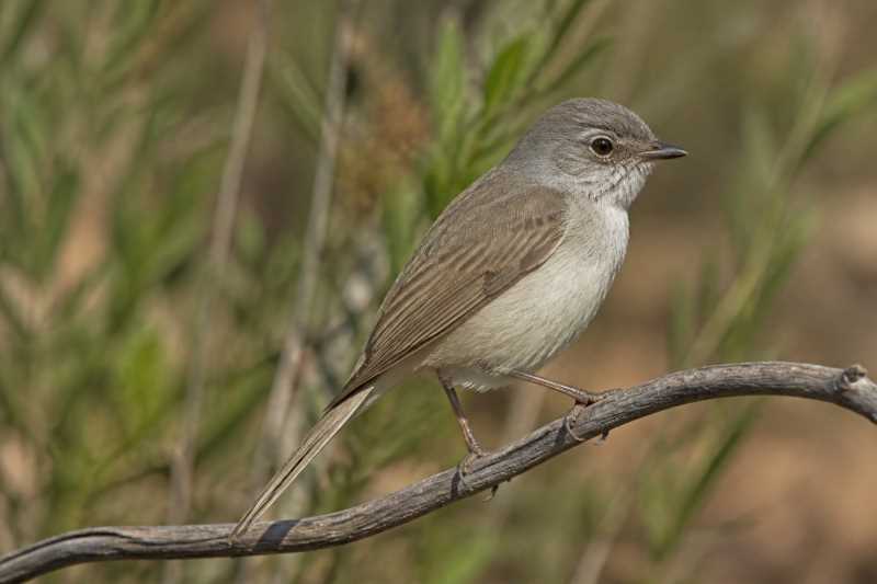 Image of a Inland Thornbill in its natural habitat