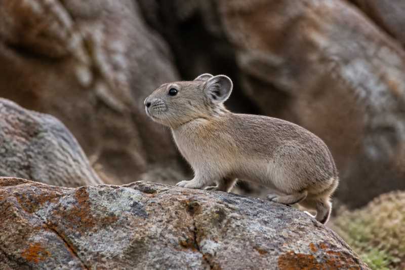Image of a Iranian Pika in its natural habitat