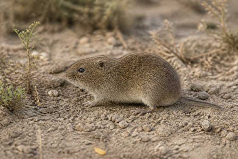 Image of a Iranian Vole in its natural habitat