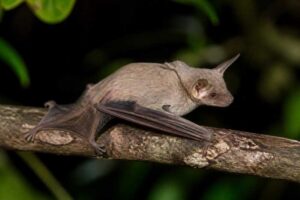 Image of a Isabelline Ghost Bat in its natural habitat