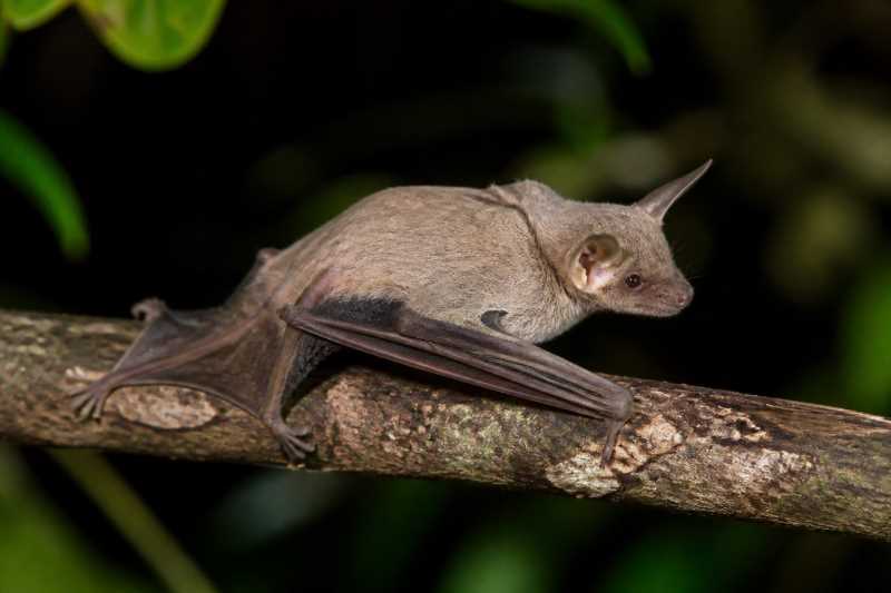 Image of a Isabelline Ghost Bat in its natural habitat
