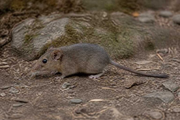 Image of a Ixtlán Deermouse in its natural habitat