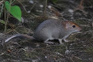 Image of a Jacobina Punare in its natural habitat