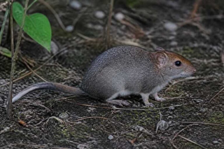 Image of a Jacobina Punare in its natural habitat