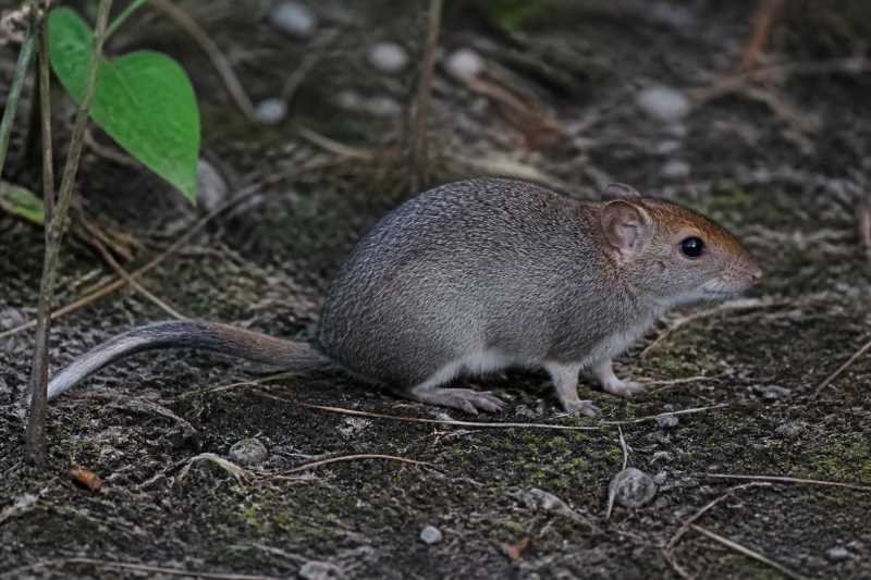 Image of a Jacobina Punare in its natural habitat