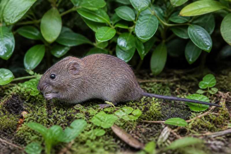 Image of a Jalapan Vole in its natural habitat