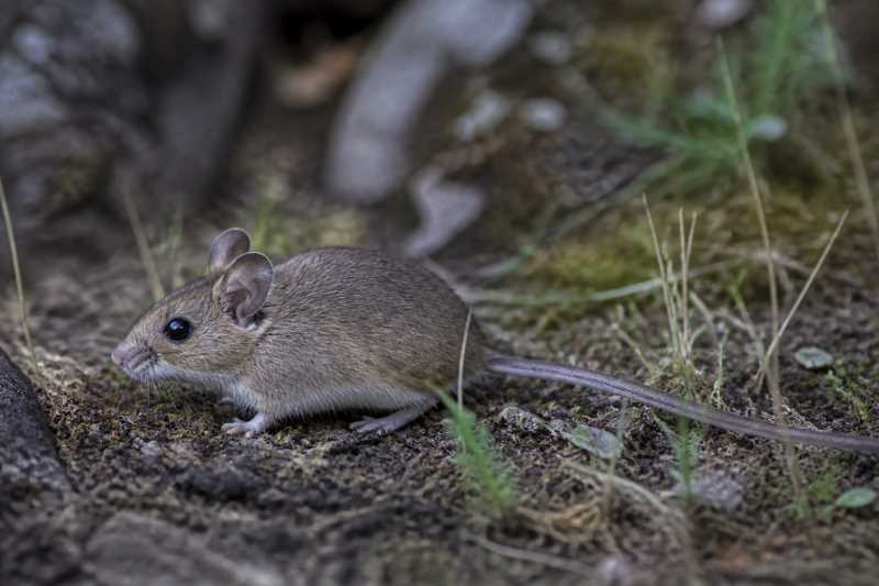 Image of a Jalisco Deermouse in its natural habitat