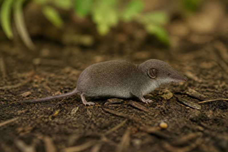 Image of a Jalisco Shrew in its natural habitat
