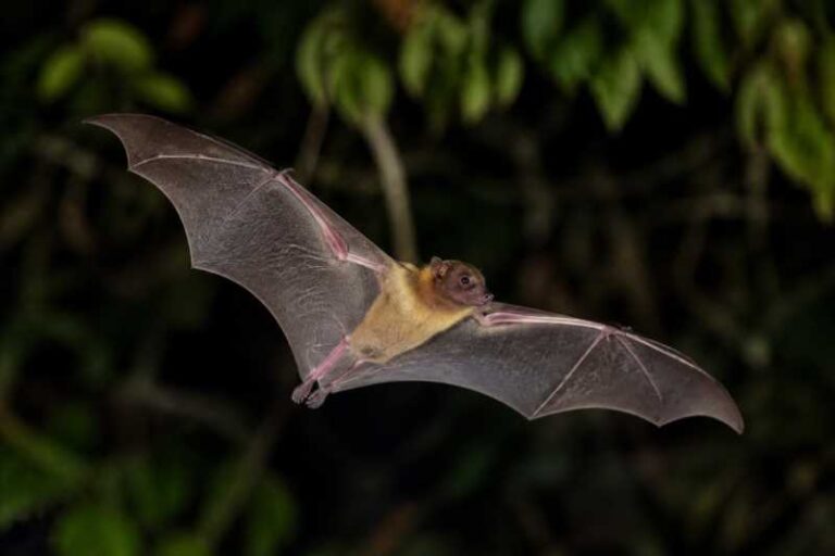 Image of a Jamaican Fig-eating Bat in its natural habitat
