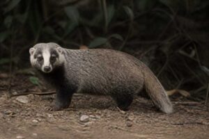 Image of a Japanese Badger in its natural habitat