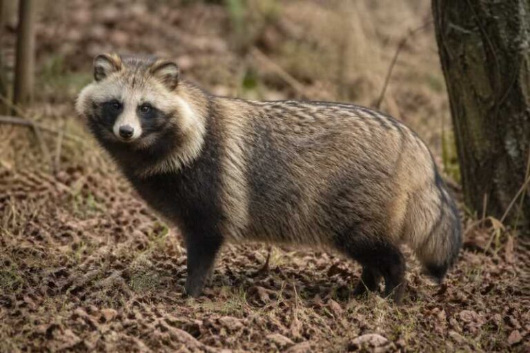 Image of a Japanese Raccoon Dog in its natural habitat