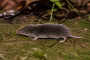 Image of a Japanese Shrew Mole in its natural habitat