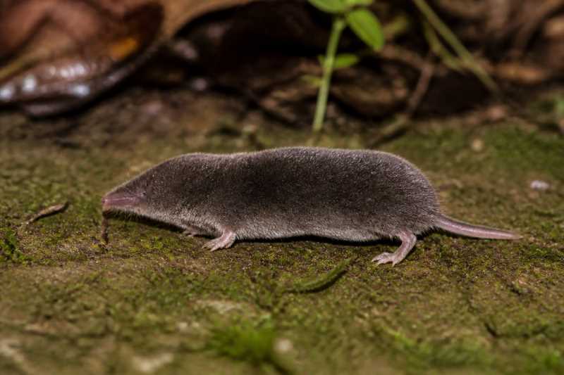 Image of a Japanese Shrew Mole in its natural habitat