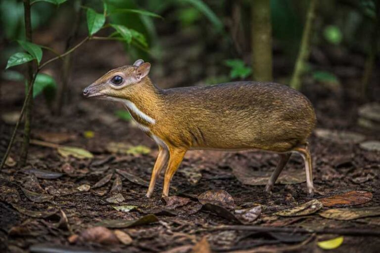 Image of a Javan Chevrotain in its natural habitat
