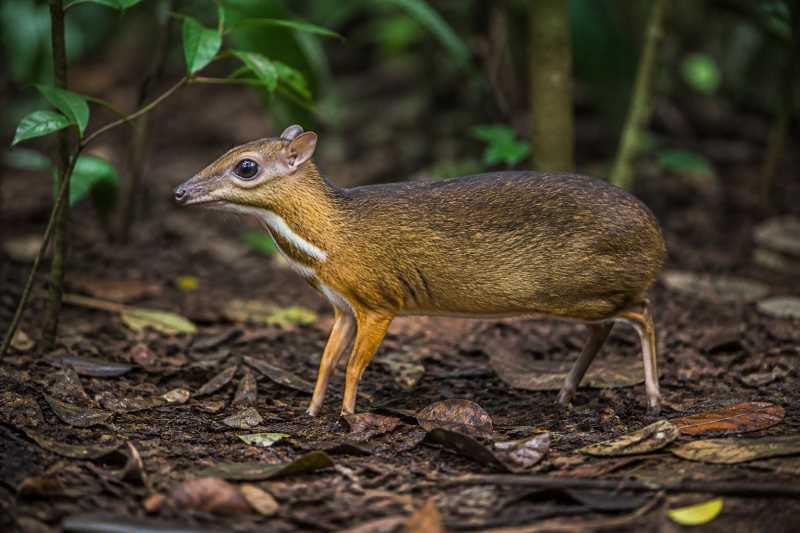 Image of a Javan Chevrotain in its natural habitat