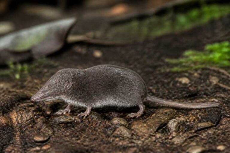 Image of a Javan Ghost White-toothed Shrew in its natural habitat
