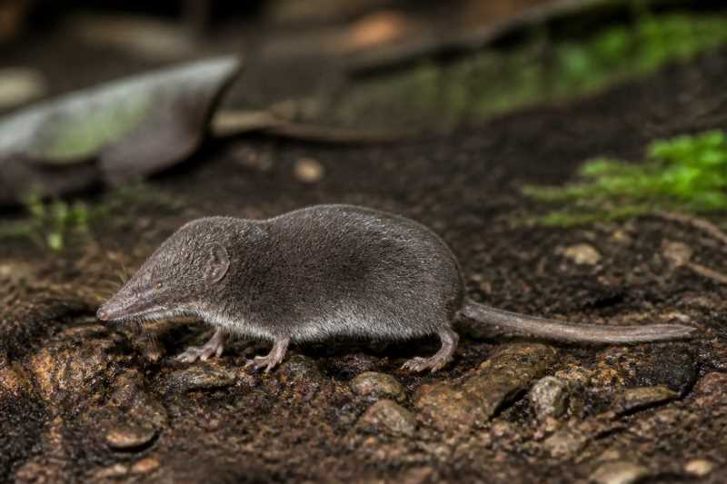 Image of a Javan Ghost White-toothed Shrew in its natural habitat