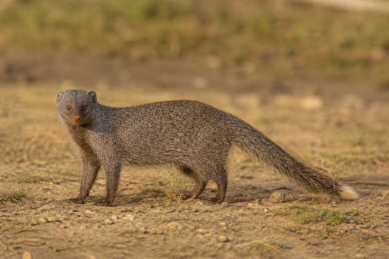 Image of a Javan Mongoose in its natural habitat