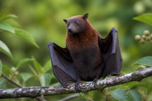 Image of a Javan Tailless Fruit Bat in its natural habitat