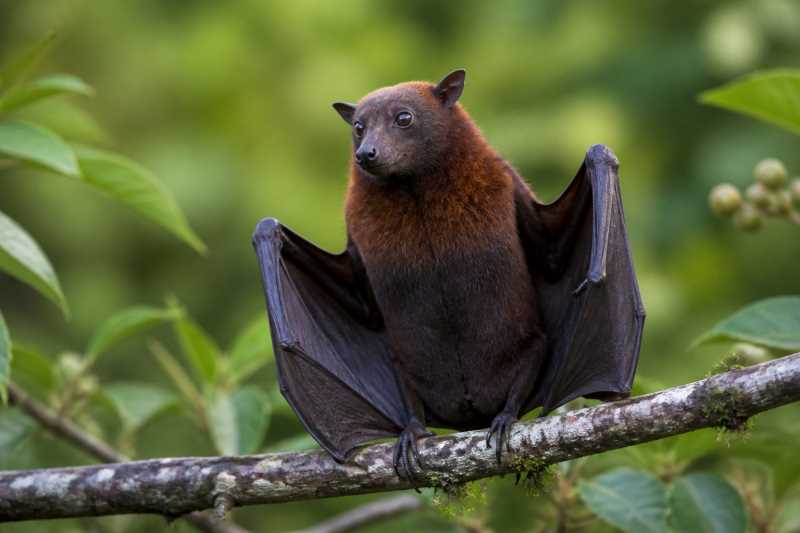 Image of a Javan Tailless Fruit Bat in its natural habitat