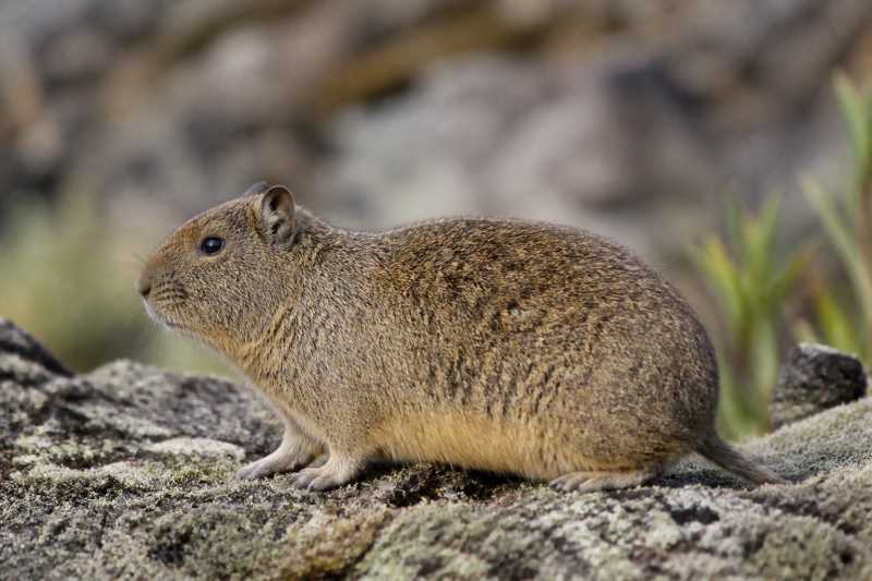 Image of a Jayat's Mountain Cavy in its natural habitat