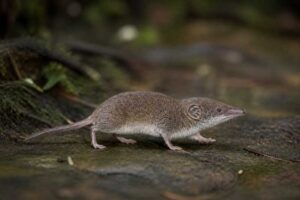 Image of a Johnston's Forest Shrew in its natural habitat