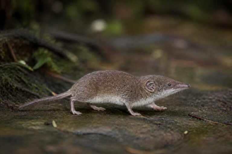 Image of a Johnston's Forest Shrew in its natural habitat