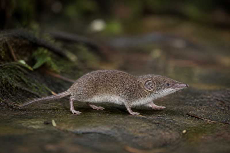 Image of a Johnston's Forest Shrew in its natural habitat