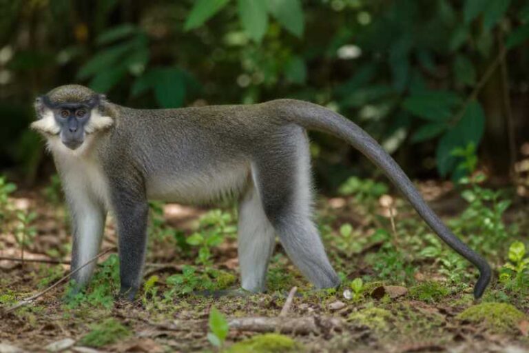 Image of a Johnston's Mangabey in its natural habitat