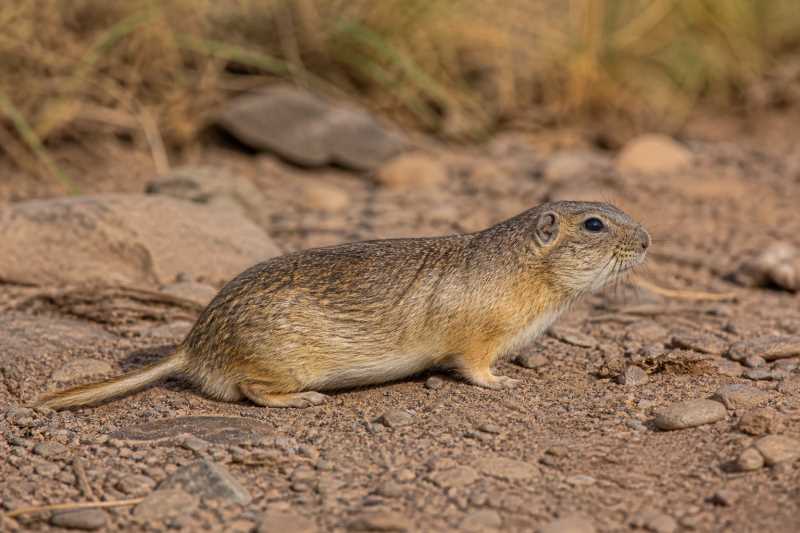 Image of a Jujuy Tuco-tuco in its natural habitat