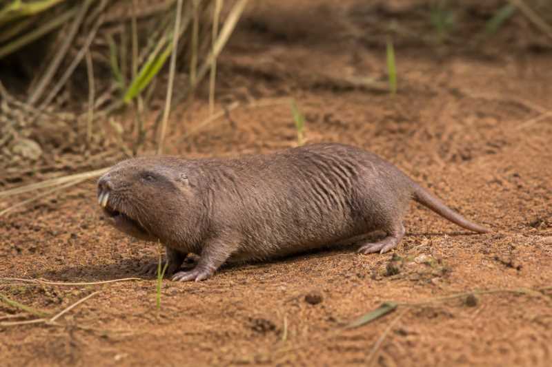 Image of a Kafue Mole-rat in its natural habitat