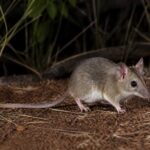 Image of a Kakadu Dunnart in its natural habitat