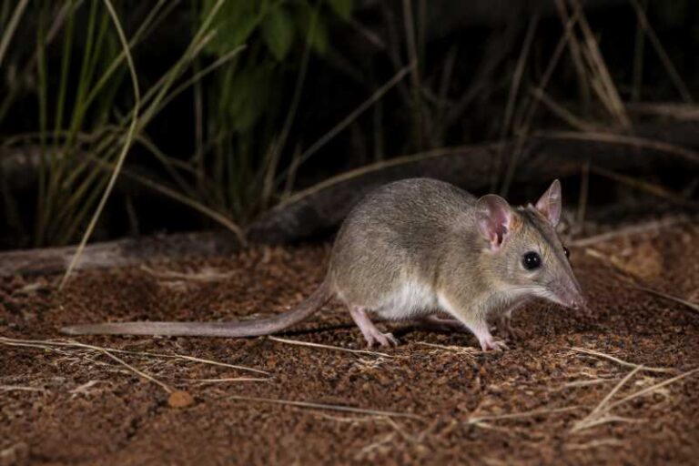 Image of a Kakadu Dunnart in its natural habitat