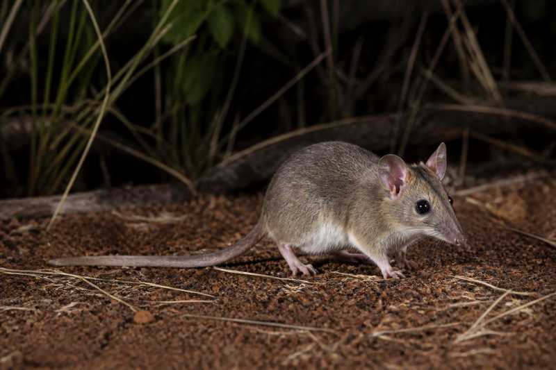 Image of a Kakadu Dunnart in its natural habitat