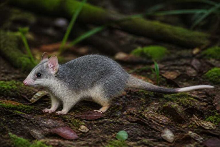 Image of a Kalinowski's Opossum in its natural habitat