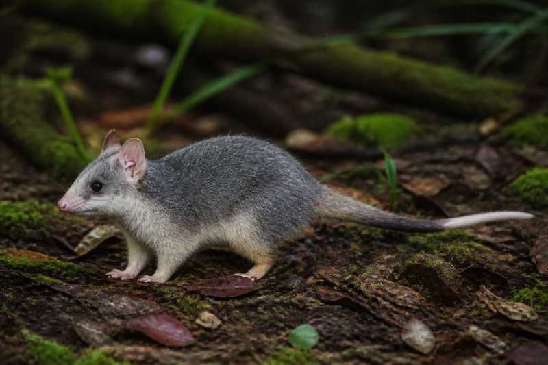 Image of a Kalinowski's Opossum in its natural habitat