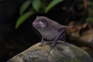 Image of a Kalko's Round-eared Bat in its natural habitat