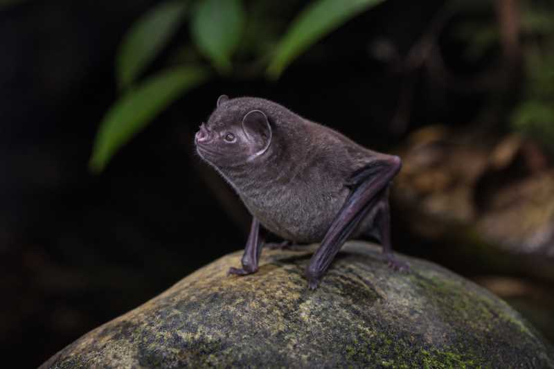 Image of a Kalko's Round-eared Bat in its natural habitat