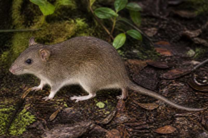 Image of a Karoko Hill Rat in its natural habitat