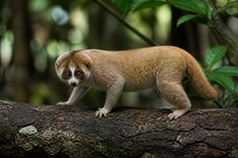 Image of a Kayan Slow Loris in its natural habitat