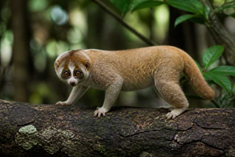 Image of a Kayan Slow Loris in its natural habitat