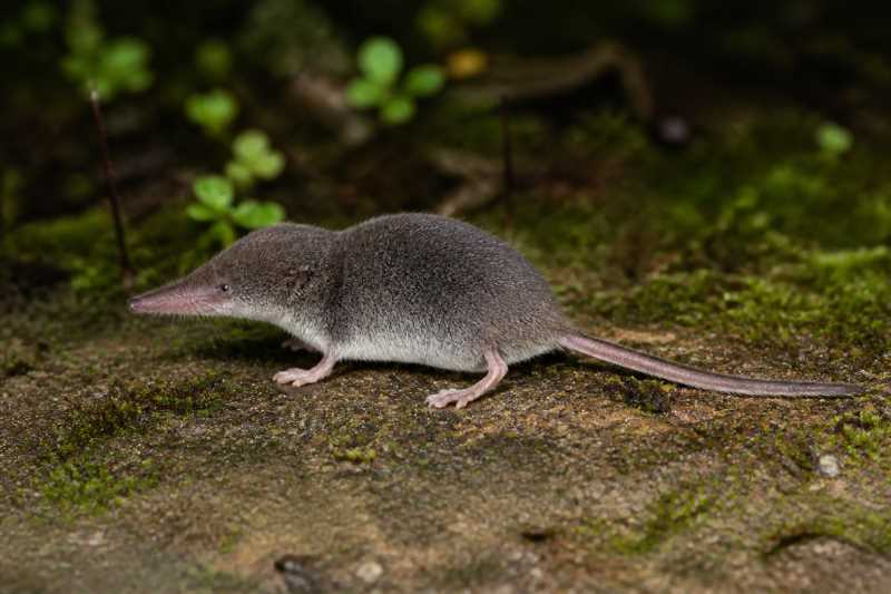 Image of a Ke Go White-toothed Shrew in its natural habitat