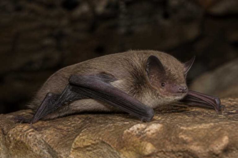 Image of a Kelaart's Pipistrelle in its natural habitat