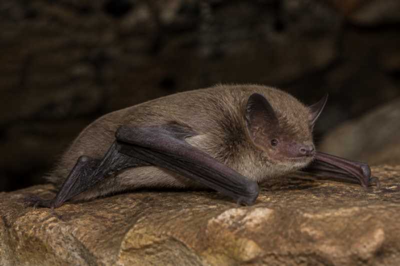 Image of a Kelaart's Pipistrelle in its natural habitat