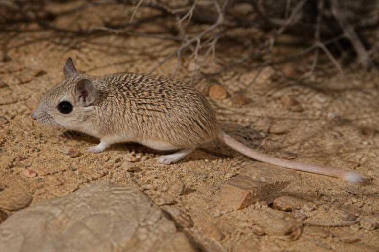 Image of a Kemp's Spiny Mouse in its natural habitat