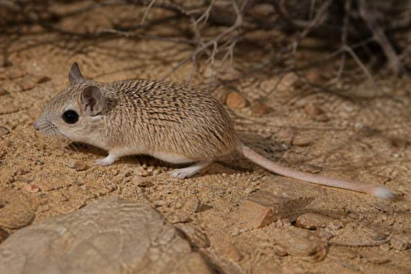 Image of a Kemp's Spiny Mouse in its natural habitat