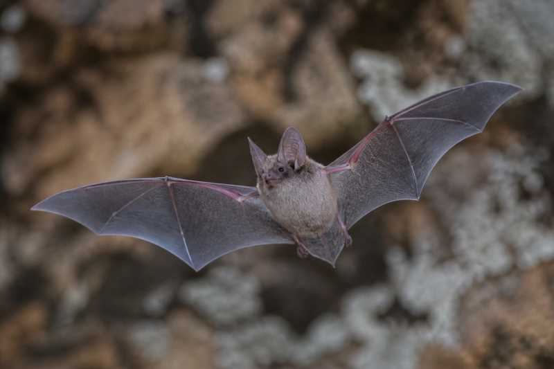 Image of a Kenyan Big-eared Free-tailed Bat in its natural habitat